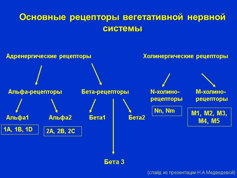 Основные рецепторы вегетативной нервной системы Адренергические рецепторы Альфа-рецепторы Альфа1 Альфа2 Бета-рецепторы Бета1 Бета2 